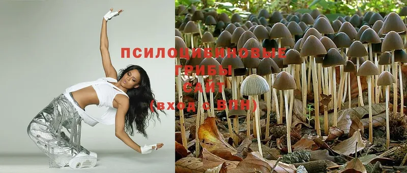 купить  цена  Харовск  Псилоцибиновые грибы Psilocybine cubensis 